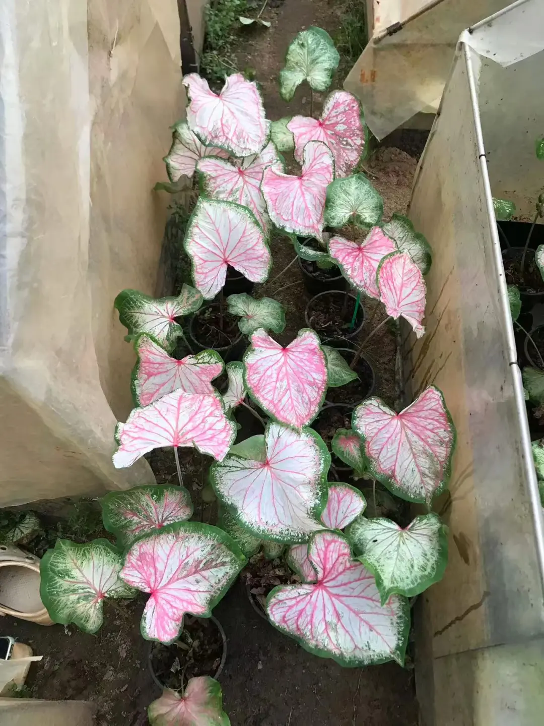 优先粉白舞裙球预售图片这批