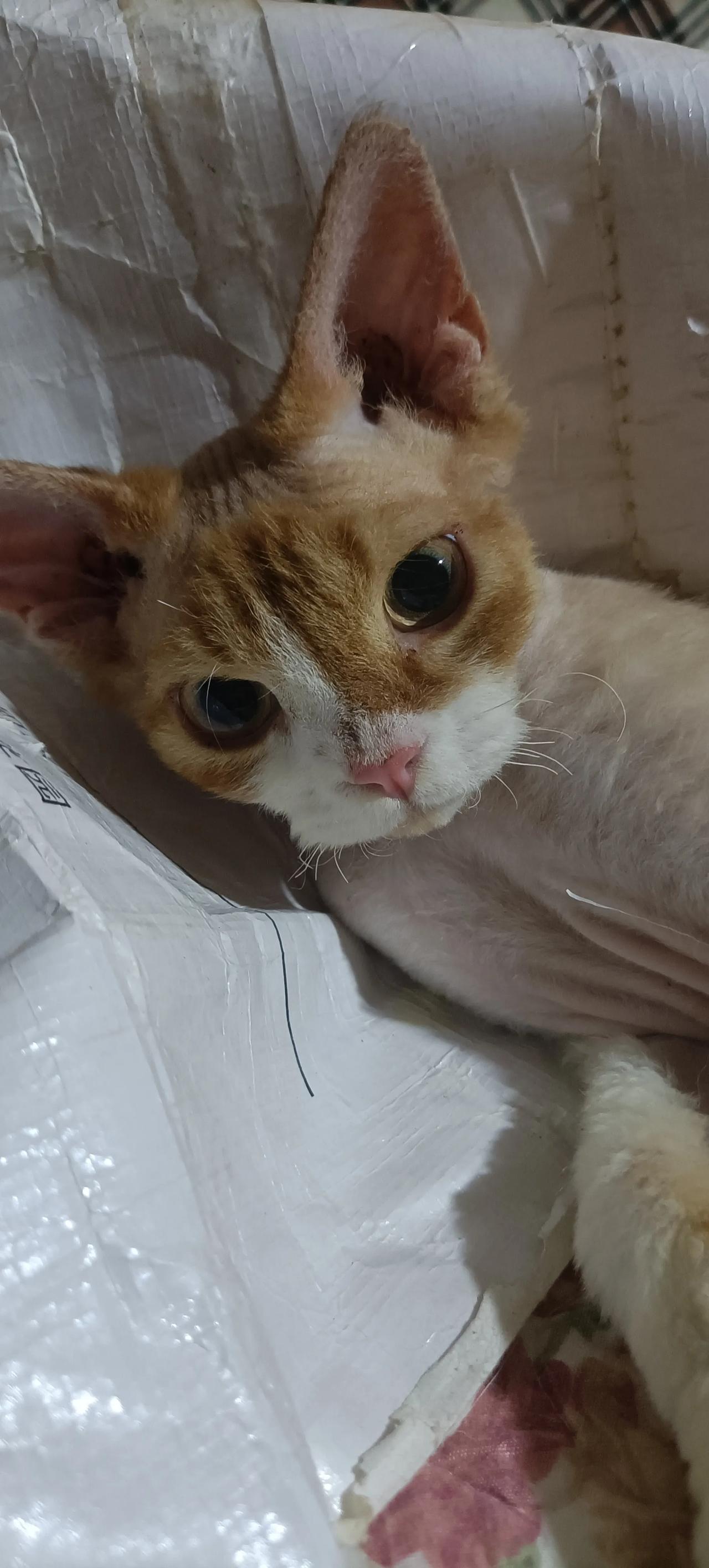 我捡的这只流浪猫怎么和普通的猫不一样，有点像外星人！不过它真的很聪明！
昨天看到