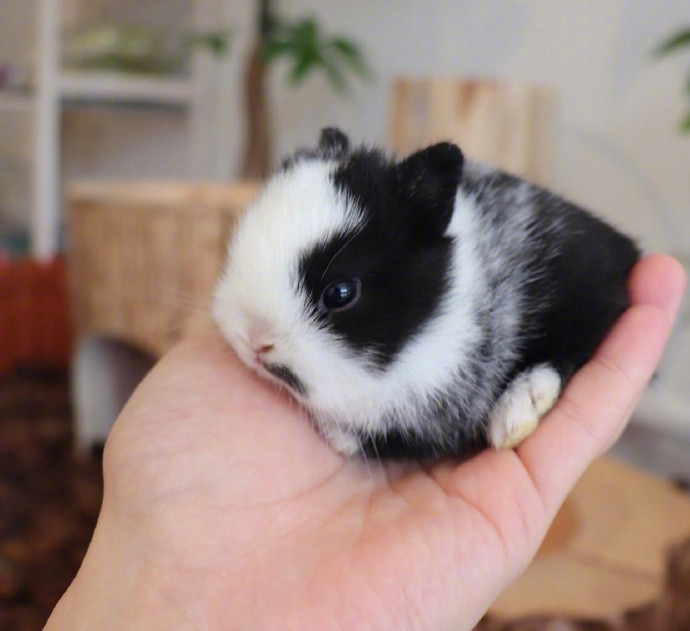 周末的早上~吸口小奶兔吧[爱你][爱你][爱你]