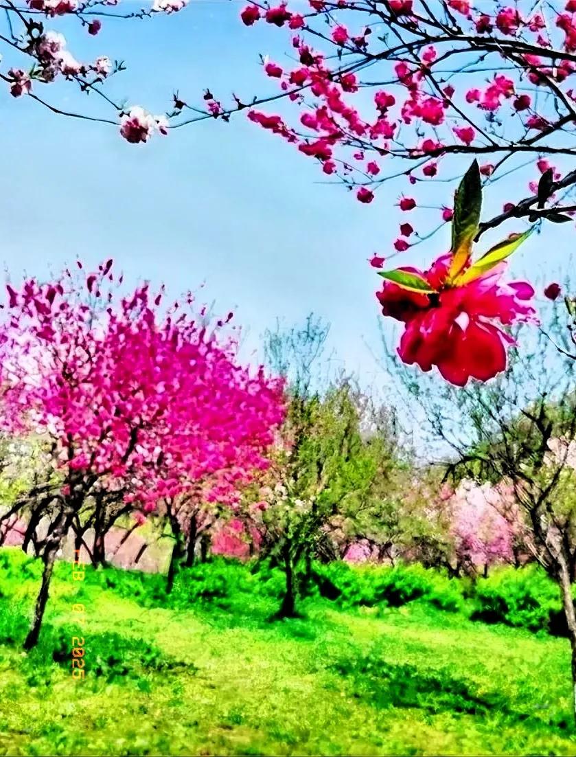 冬去春来，大自然开启新的轮回，万物复苏，那百花盛开的美妙景致即将呈现在眼前。请满