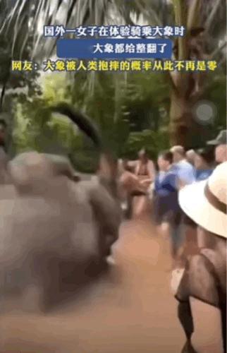 大象遭遇强劲对手。
当这位女士在骑到大象背上的时候，这只大象感受到了前所未有的压