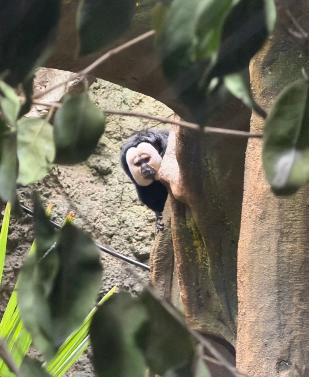 好可爱，像鬼一样🤓🤓 