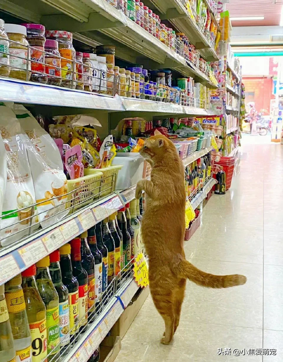 网友在超市里偶遇一只猫咪，看这架势还挑起来了，笑死了！