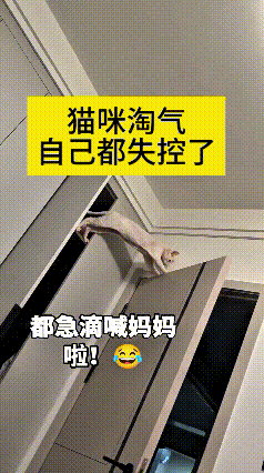 俺嘞乖乖，这小猫也太淘气捣蛋了！
非要爬到高高的柜子顶上耍威风，爪子搭在柜门上，