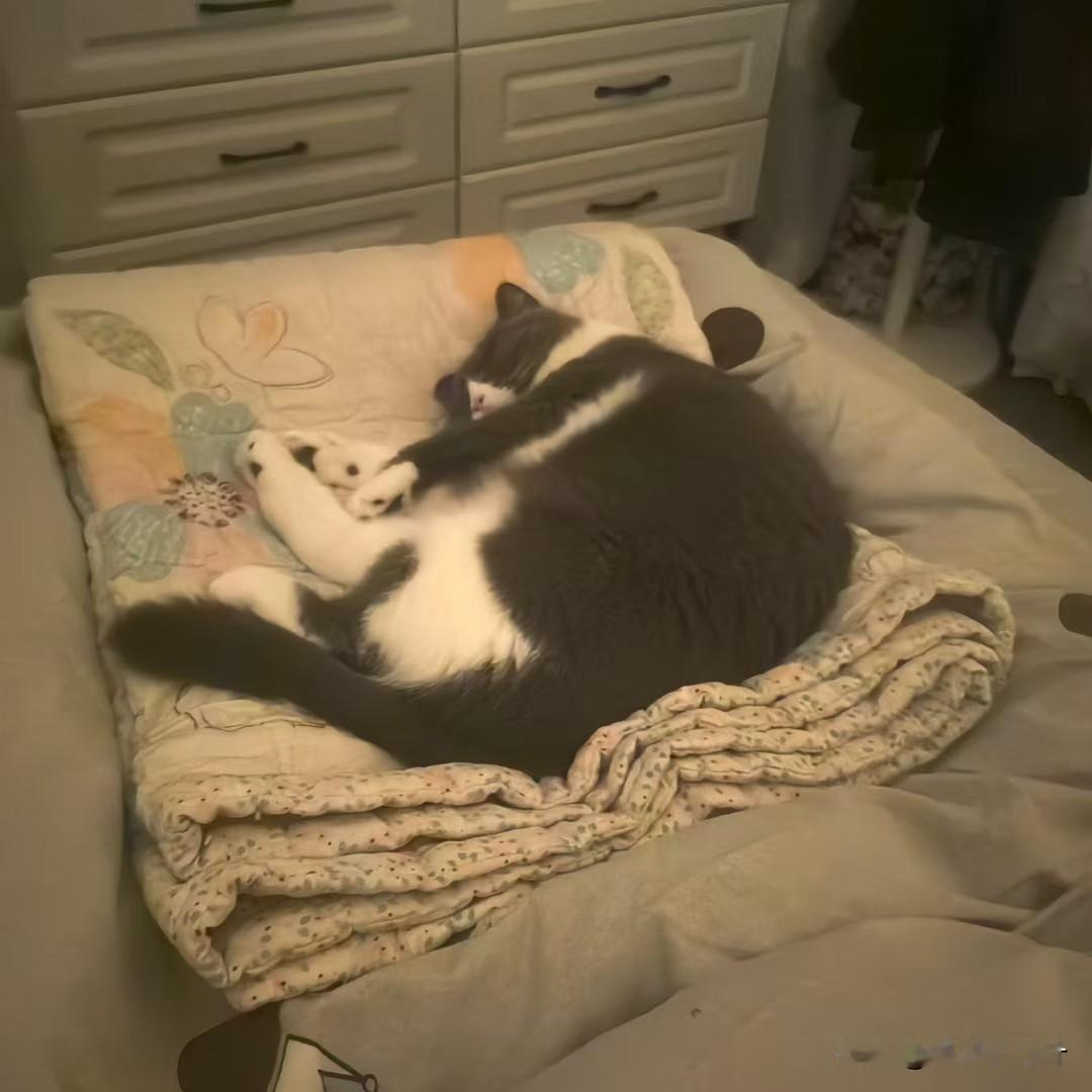 每天在电热毯上睡的不知天地为何物猫猫 猫猫日常分享