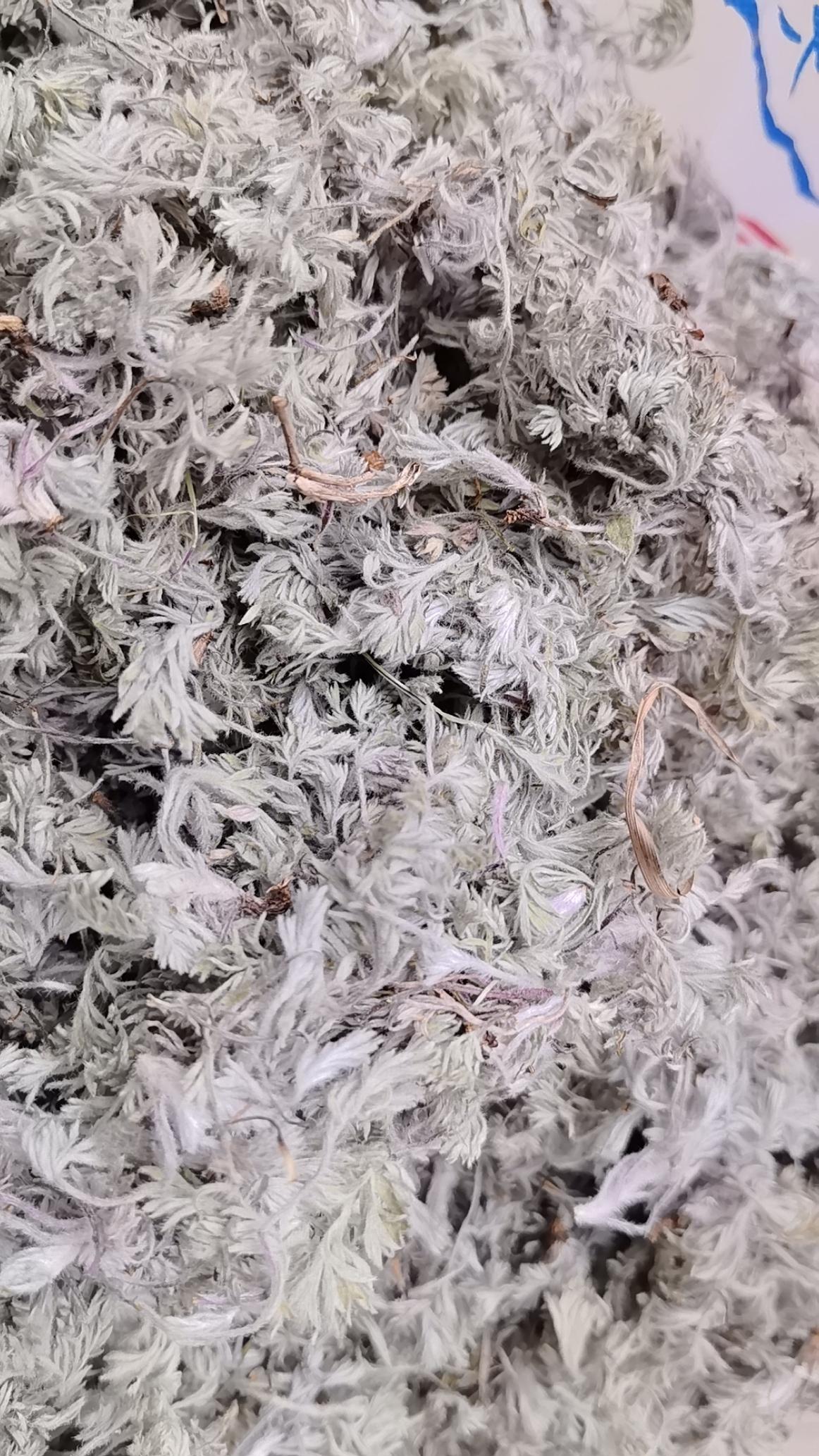 茵陈茶能不能天天喝?不建议天天长期喝茵陈茶，尤其是体质偏虚、脾胃弱的人。
为什么