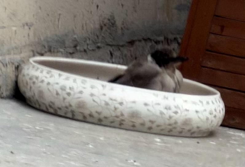 等待猫粮的🐦 ​​​