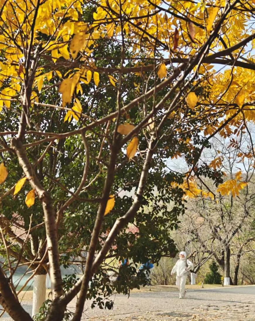 秋山把色彩揉进湖光里，飞檐翘角载着软风，连廊下的闲谈都浸着桂香。这一汪绿波映着亭