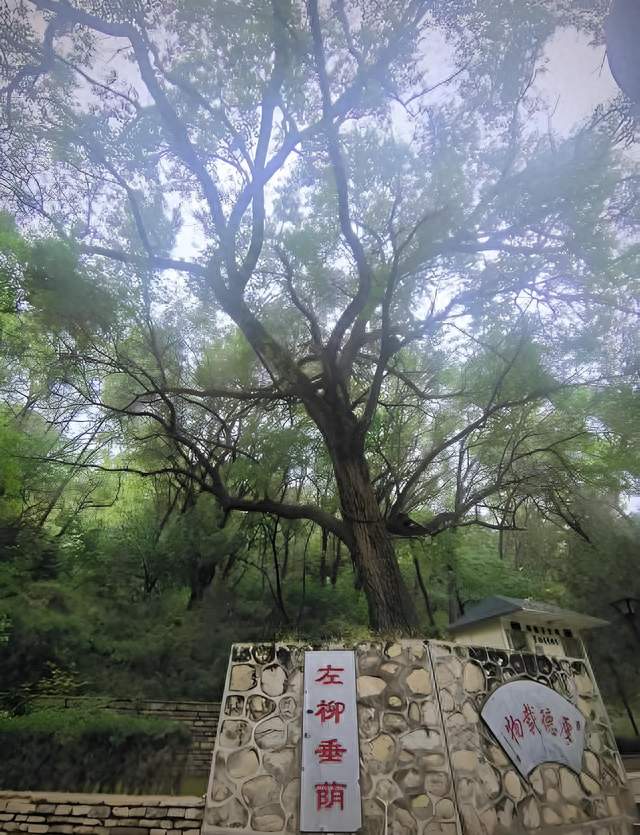 左宗棠又做了哪些不同寻常的事？
