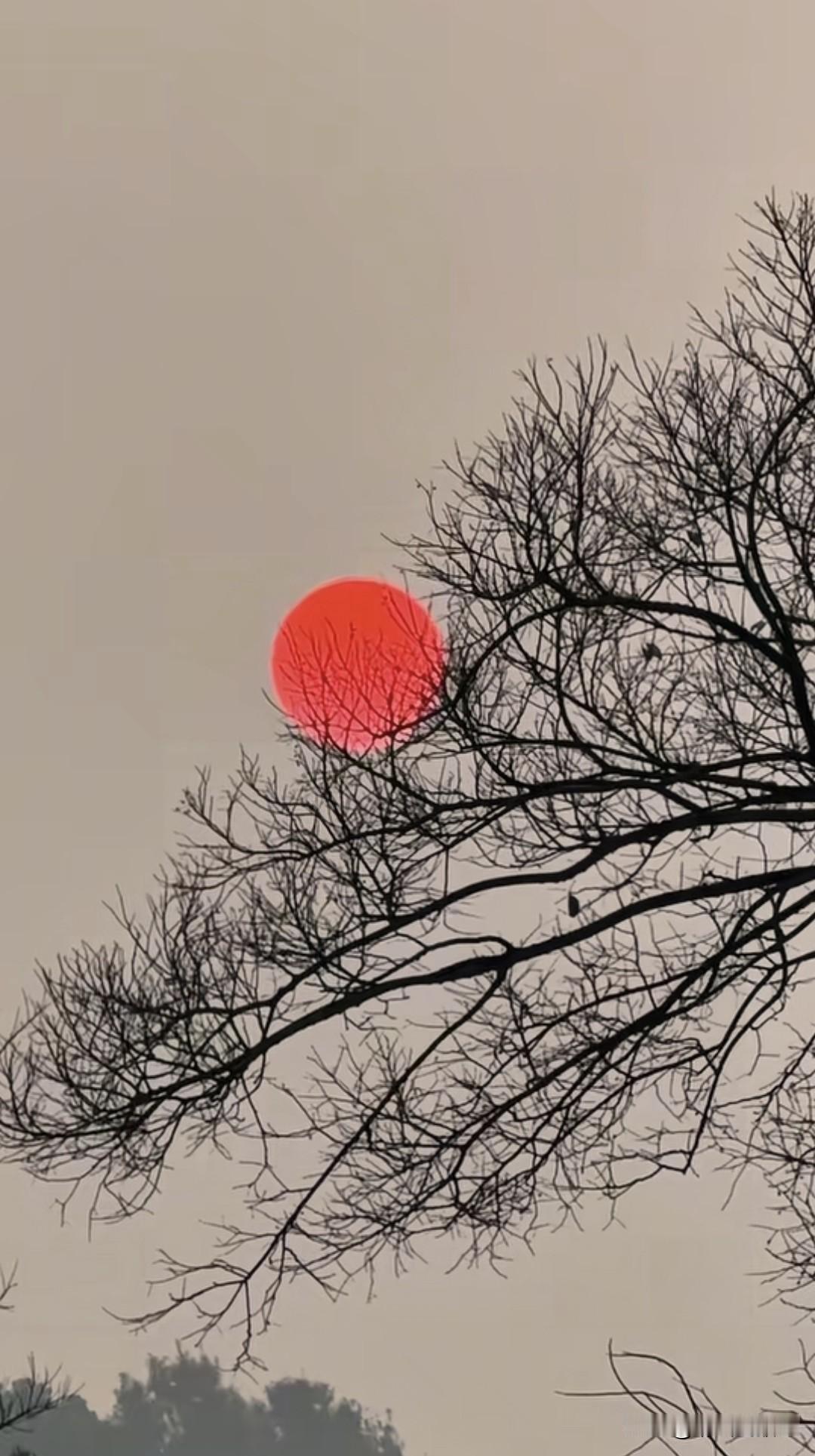 真有人把落日拍成了一幅画……