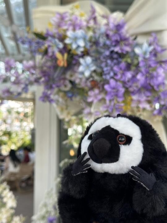 杜杜和花花CP来金陵STYLE撒糖啦