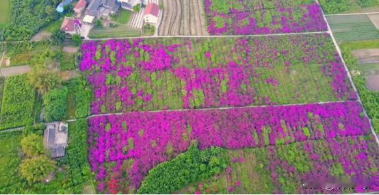 四川宜宾，一男子承包95.45亩土地种植6万多株三角梅，经过经营成为当地网红旅游