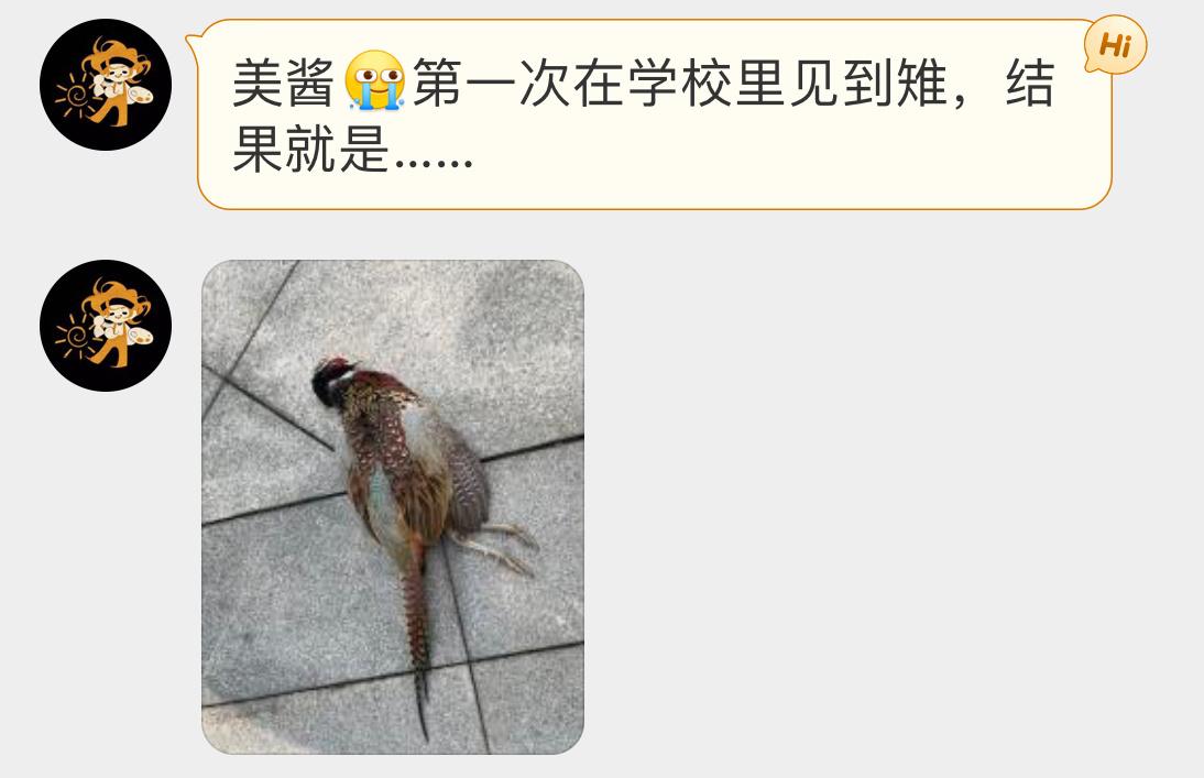 #撞玻璃的鸟# 撞玻璃的【环颈雉】它们经常把玻璃撞个大窟窿这种撞击往往是致命的 