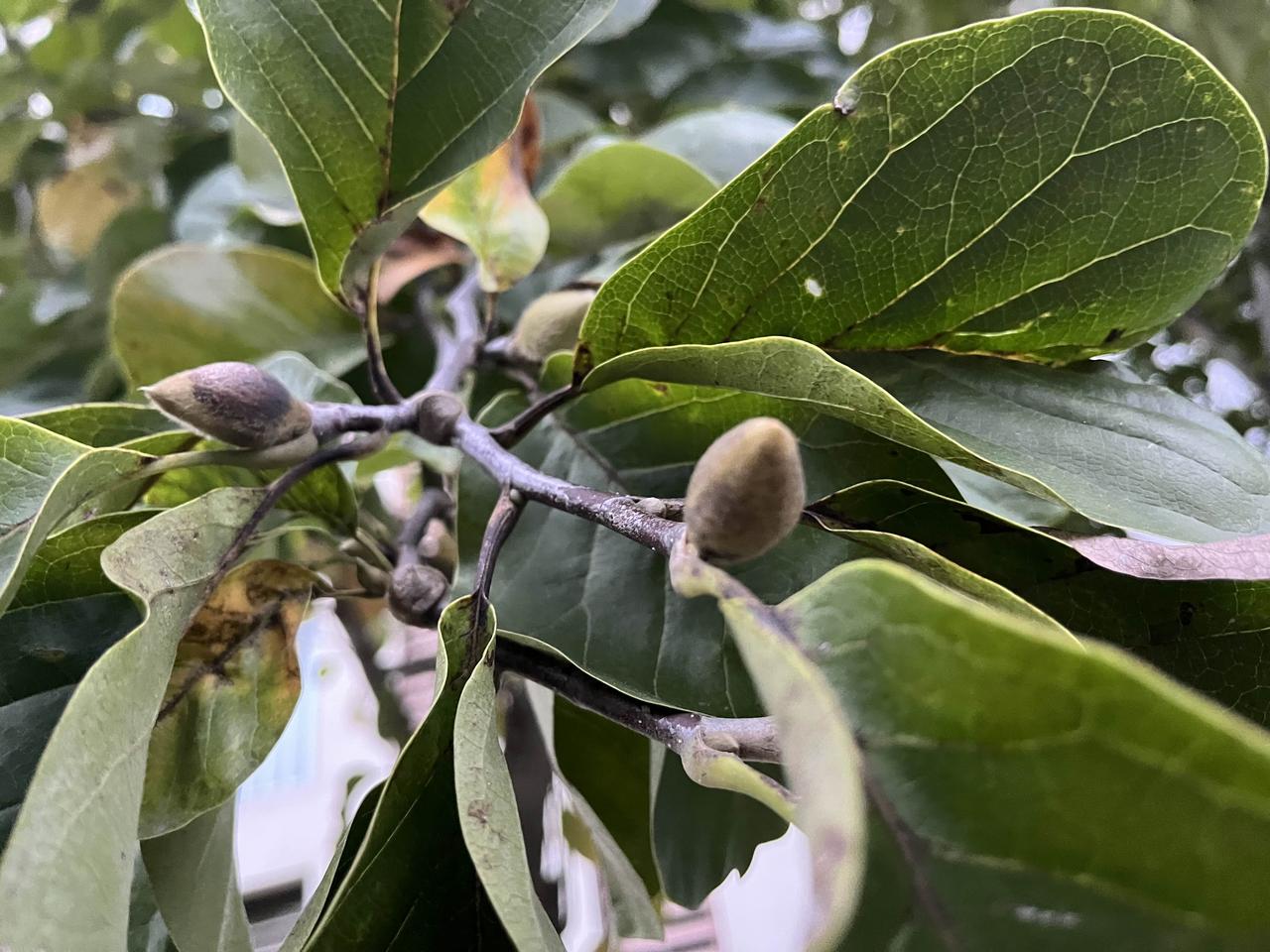 10月19日，玉兰花是不是长骨朵了？！