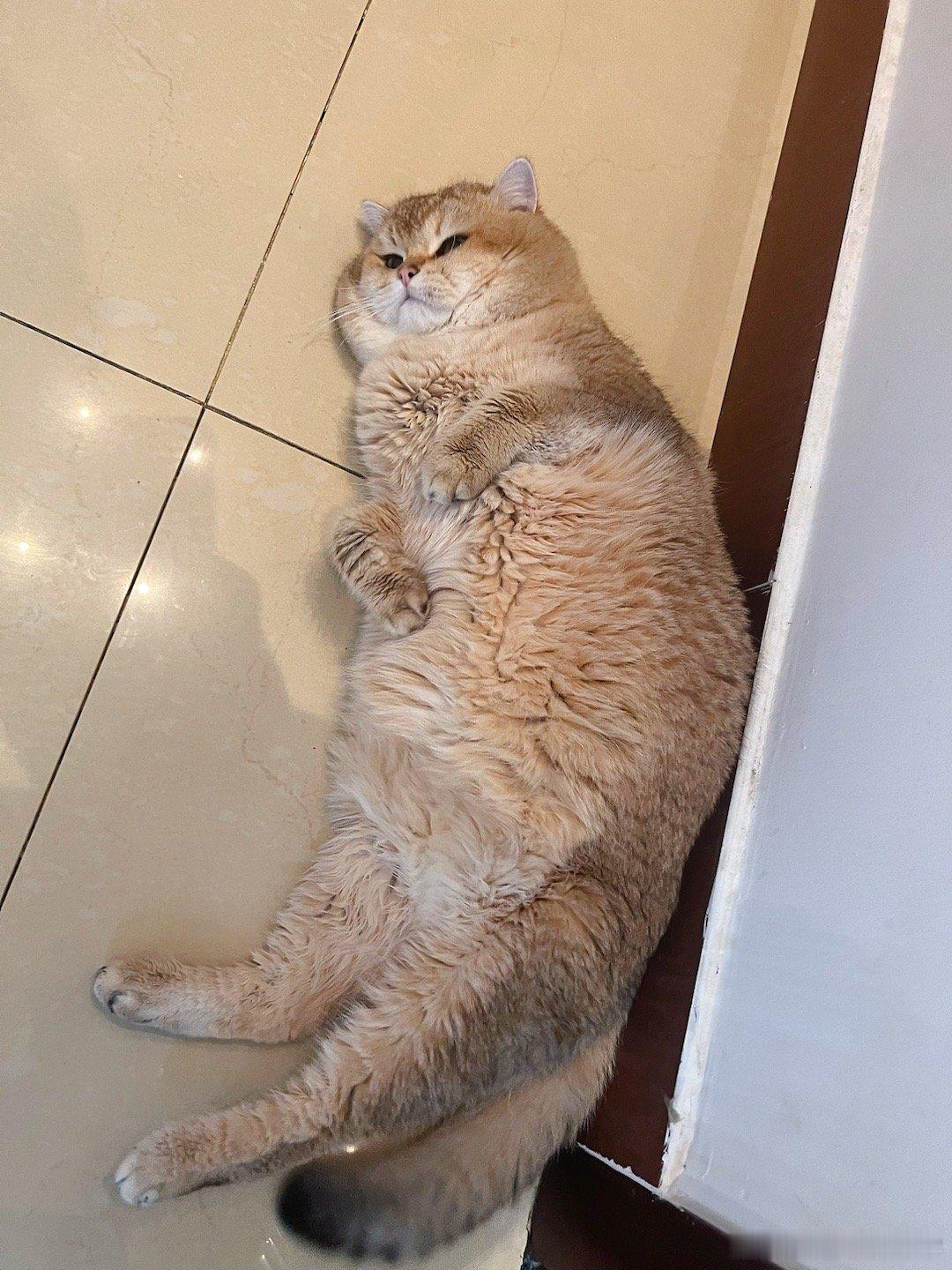 美人鱼和大嘴猫#猫咪##转发接龙开新年##我家有宠初成长# ​​​