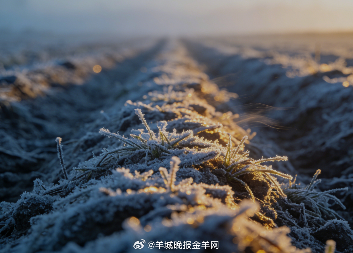 #早安# 冬日田埂覆着薄霜，晨光轻洒暖了微凉，风掠过田间带着清浅的静，新一天，揣