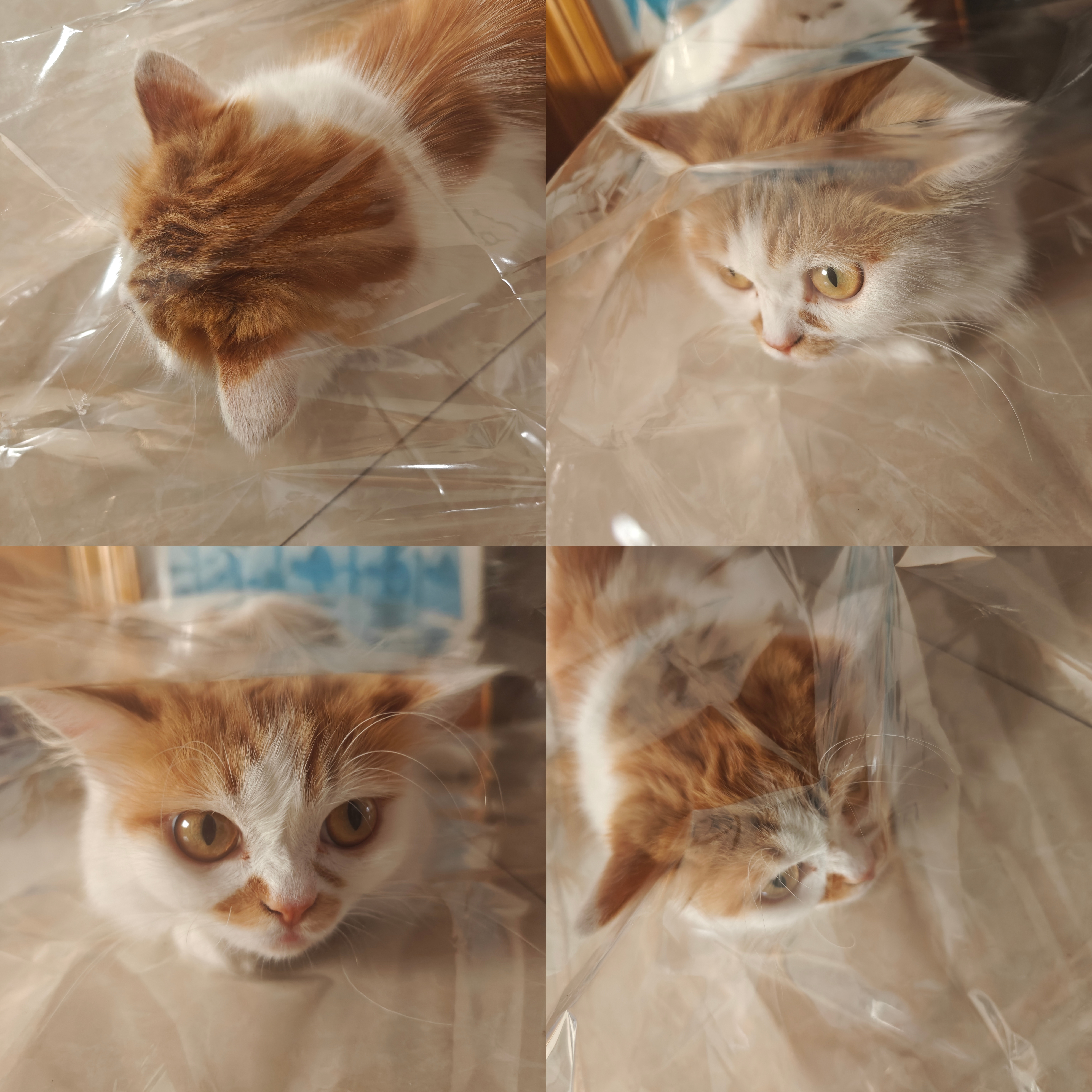 小猫捏捏真好捏🥺 