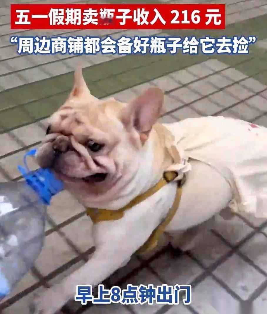 广州有条法斗，叫小白，靠捡瓶子给自己攒了十万块。
这事儿的起因，特别简单。
小白