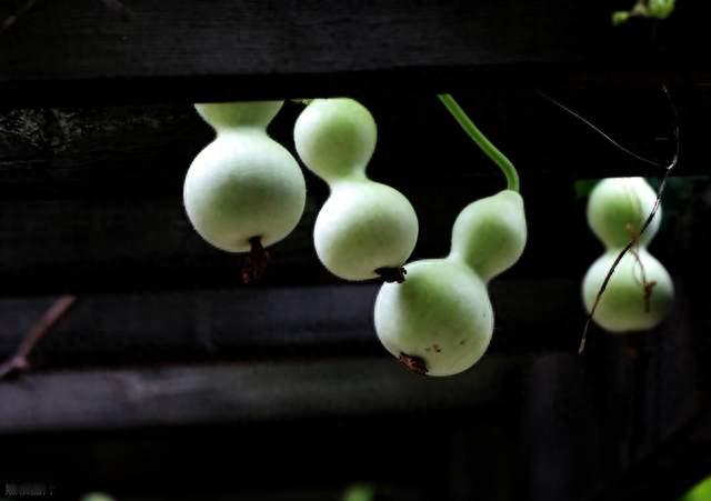 绍兴“葫芦娃爷爷”的7个葫芦：他把它们，当成了自己的孩子