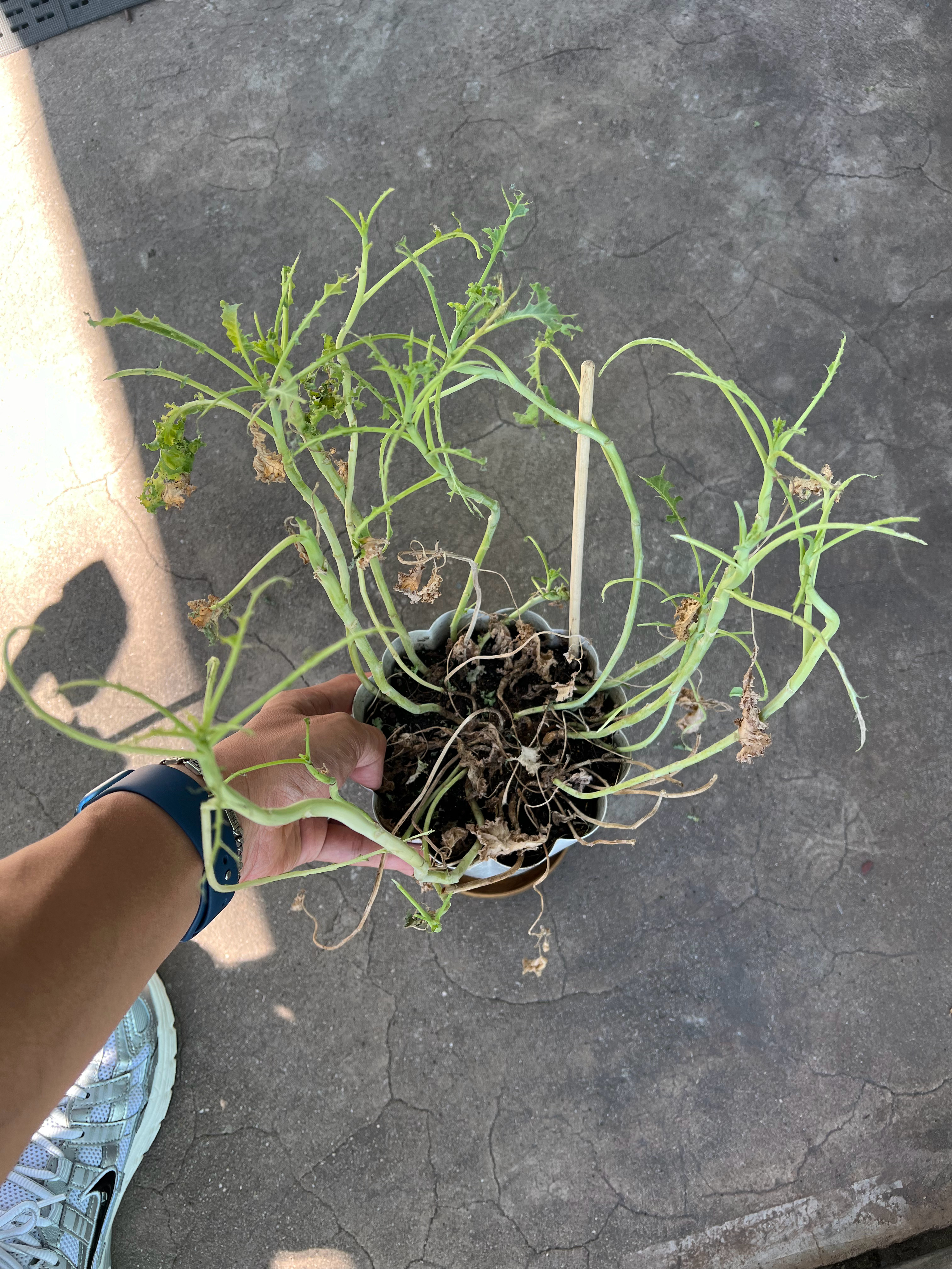 我的羽衣甘蓝[泪奔][泪奔]全被虫子吃了  ​​​