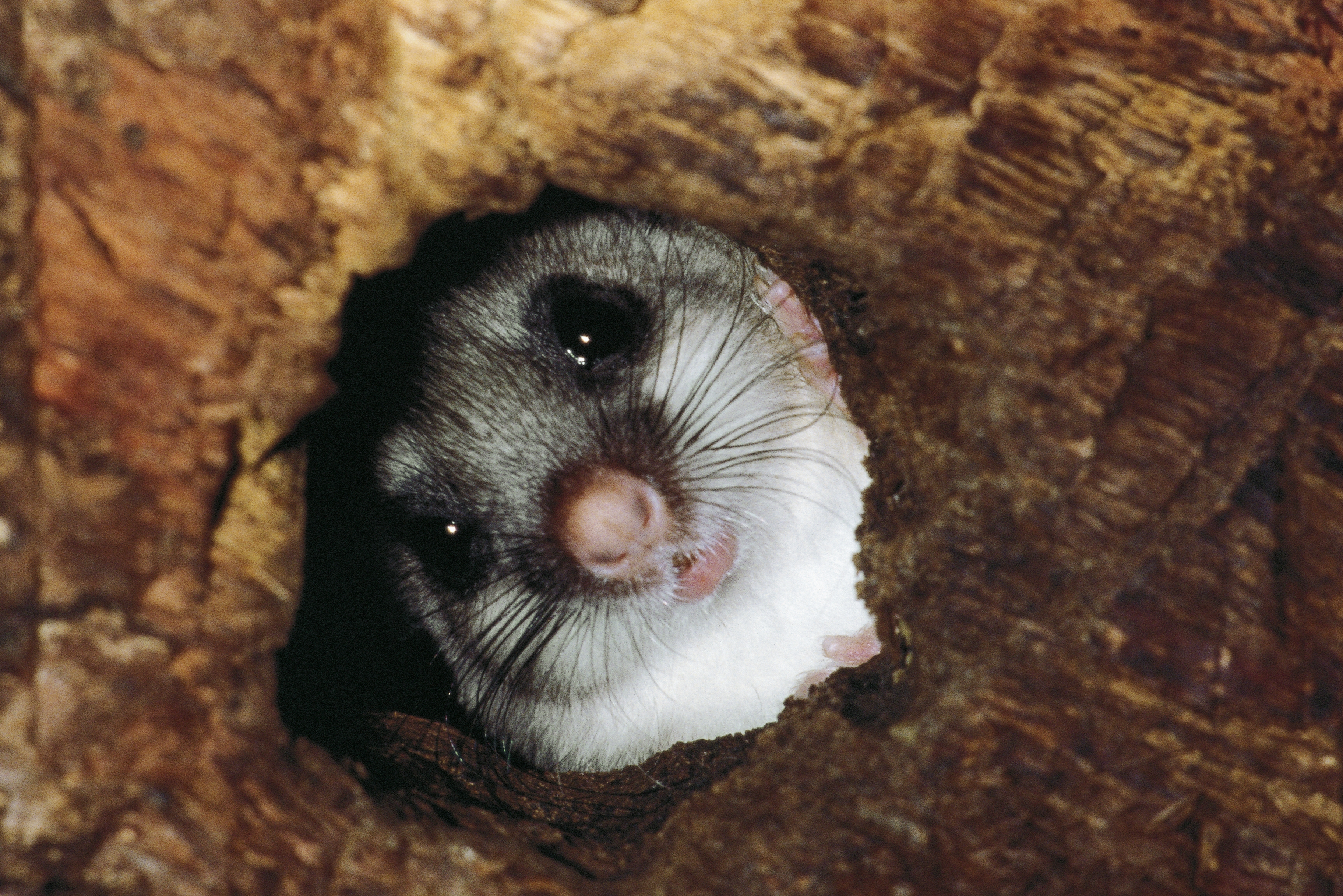 1774年，英国医生查尔斯·布拉格登把自己关进了一个加热到93摄氏度的房间。在那