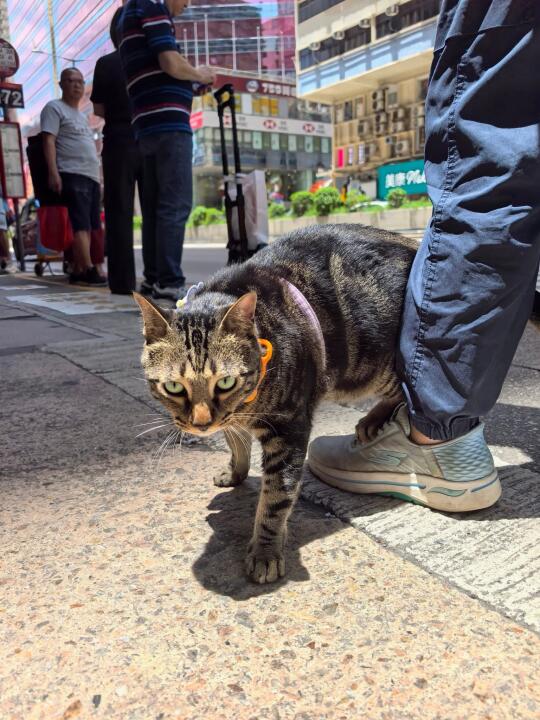 🇭🇰貓店長系列💛阻B又發生踩人事件