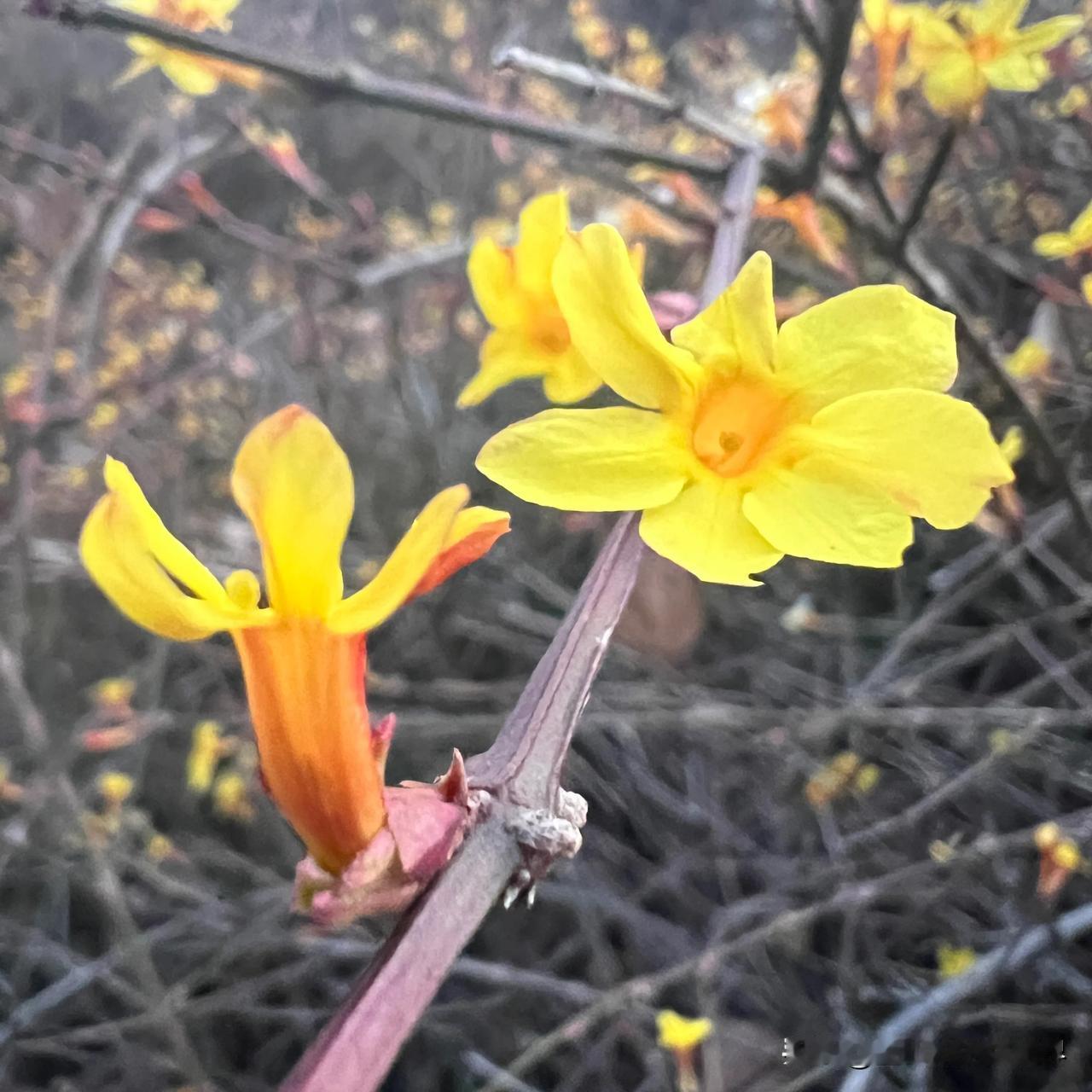 平顶山白龟湖湿地公园的迎春花开了，标志着又一个美好的春天来临。迎春花，学名Jas