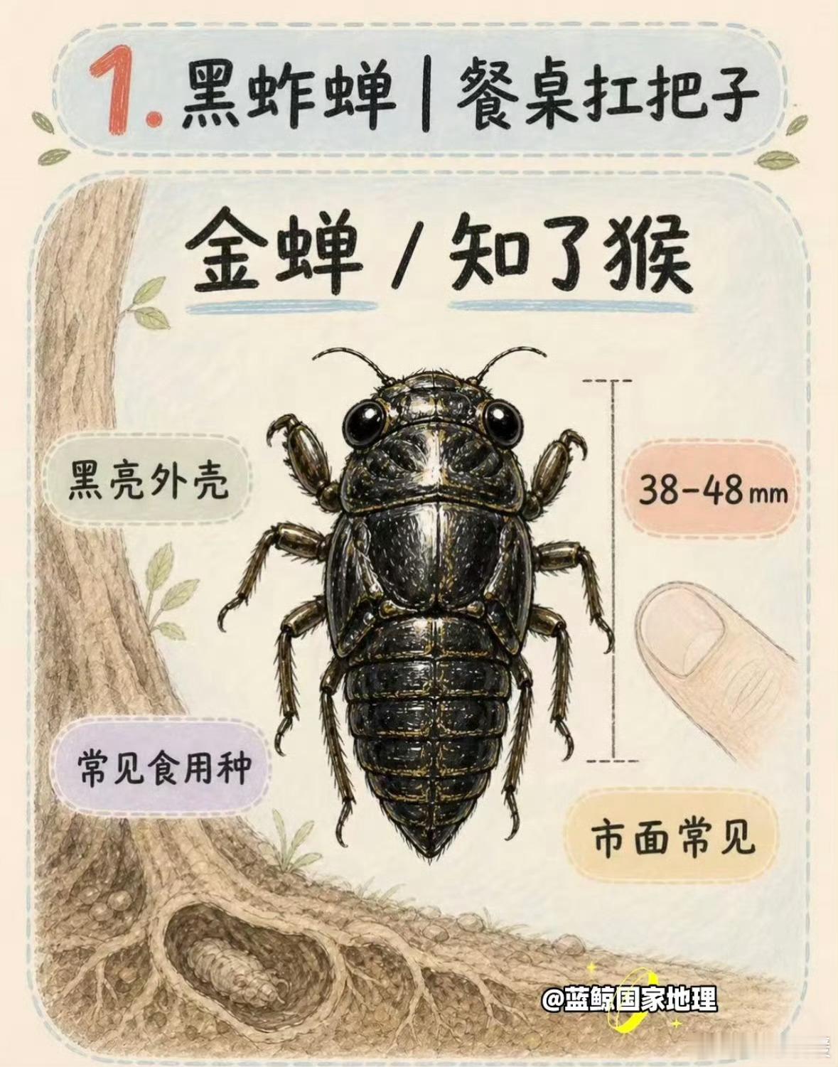 大爷摸知了猴3小时赚近400元西北人表示没吃过，只知道家楼下树林草丛里，一大把一