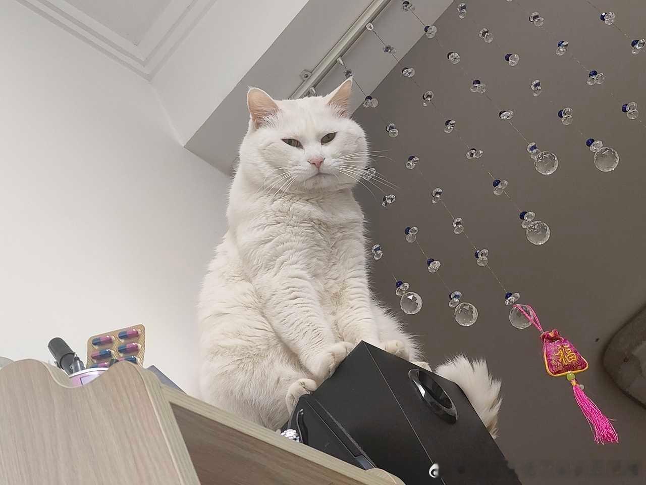 50206【丑猫】王从天降愤怒狰狞 