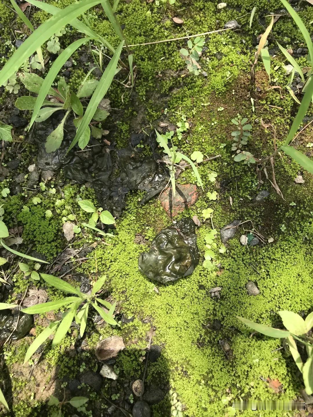 雨后遍地生长的小众野菜，干货售价直逼三百四十九元一斤，其中门道少有人看透
 
一