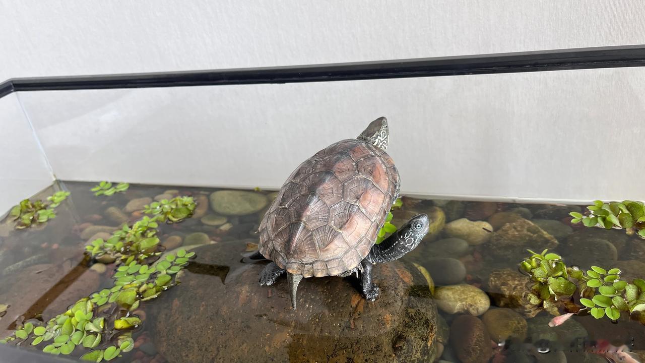 #家庭鱼缸需要多长时间换水#
各位网络上看了各路专业人士的讲解，喜欢在家里养鱼虾