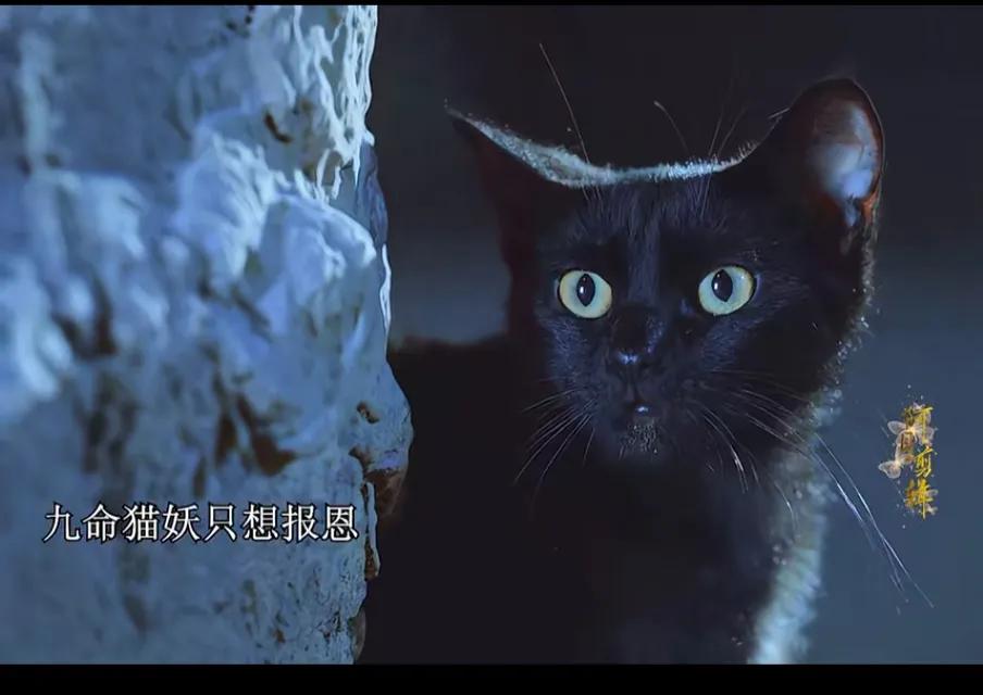 无忧渡。看下来发现不是所有的妖都是坏的，有时候甚至比人都有情义。猫妖九命为了报答