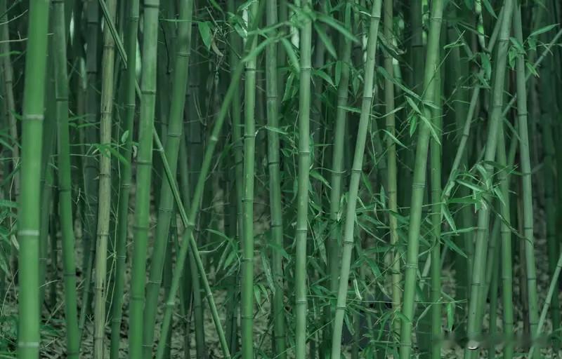 丝丝细雨竹滴玉，
清新芽香飘浓厚、
生韵浩扬溢润春、
溪流纵横景映山、
雾蒙云罩