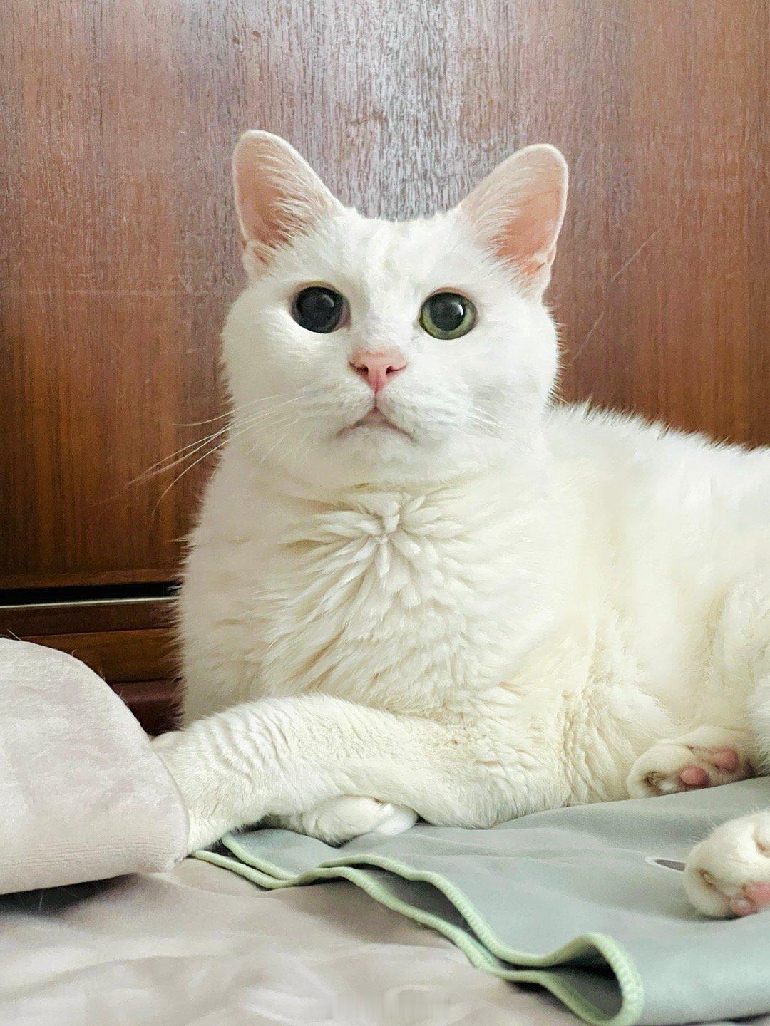 一隻很白、一隻很黑，都是小寶貝👶🏻 ​​​