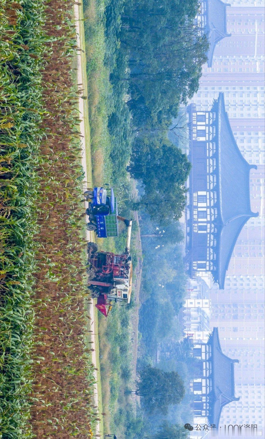 高粱地里的洛阳定鼎门 红穗压弯的风里，定鼎门半隐半现。青灰城砖浸着千年月光，身旁