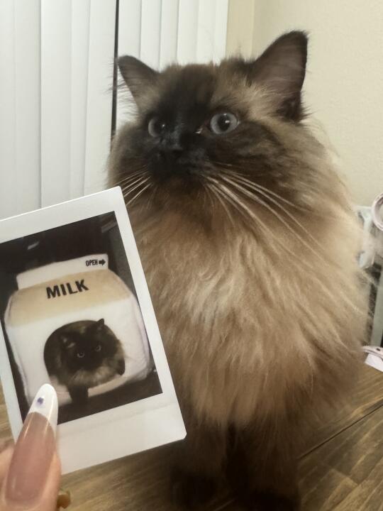 湾区/尔湾/洛杉矶寻找寄养!!🐱