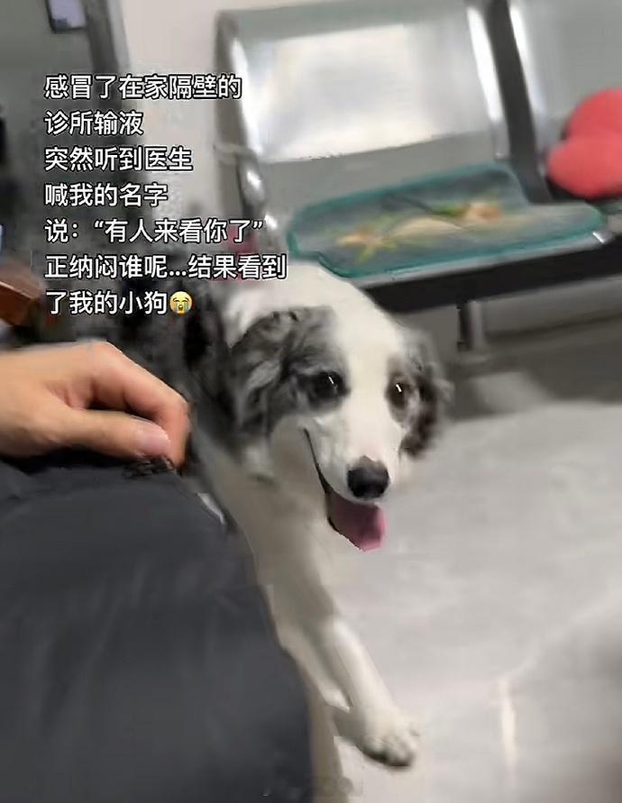 狗守护力MAX，个世界真的不能没有小狗 ​​​