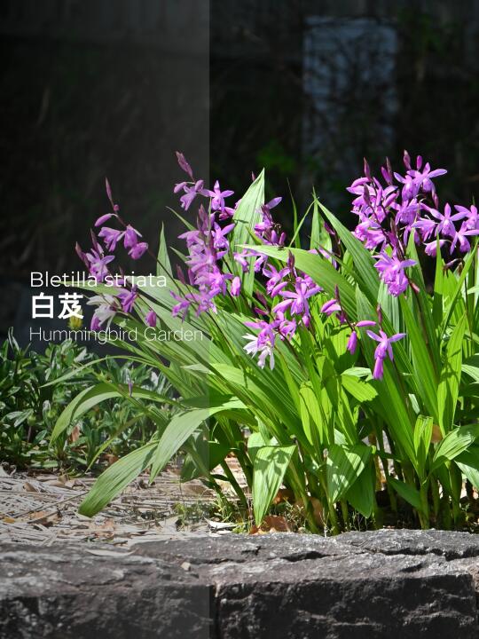 春夏花园耐寒耐热喜湿润-白芨
