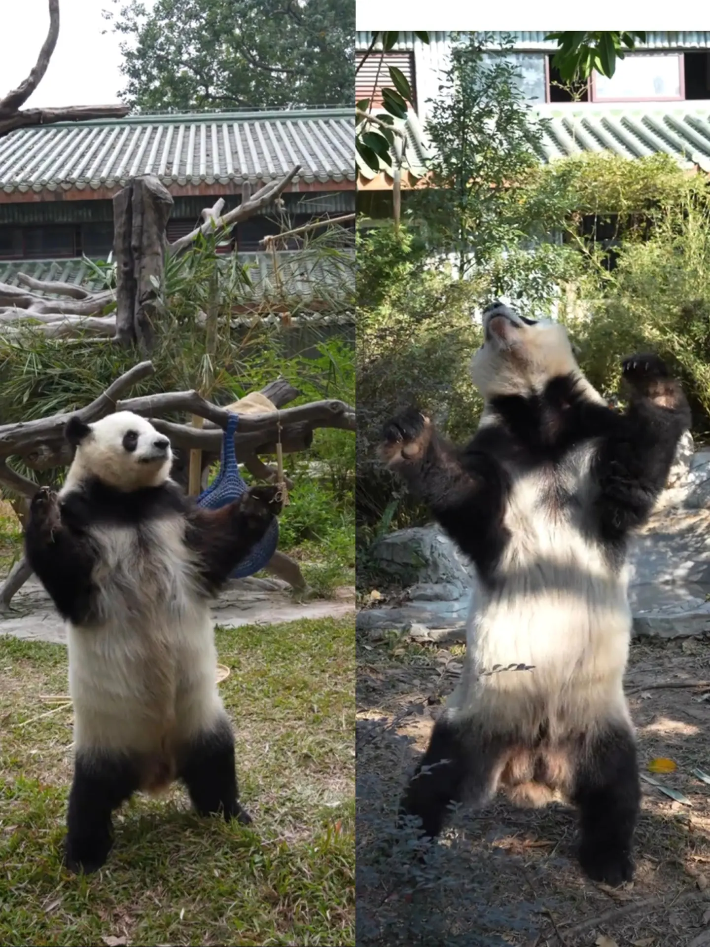 雅一:这样对比身高不公平！