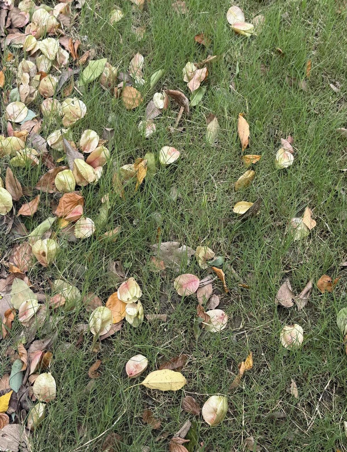 天还没亮，朝阳公园北门已经排起队了。
不是买奶茶，不是打卡网红墙，是来跑步的。