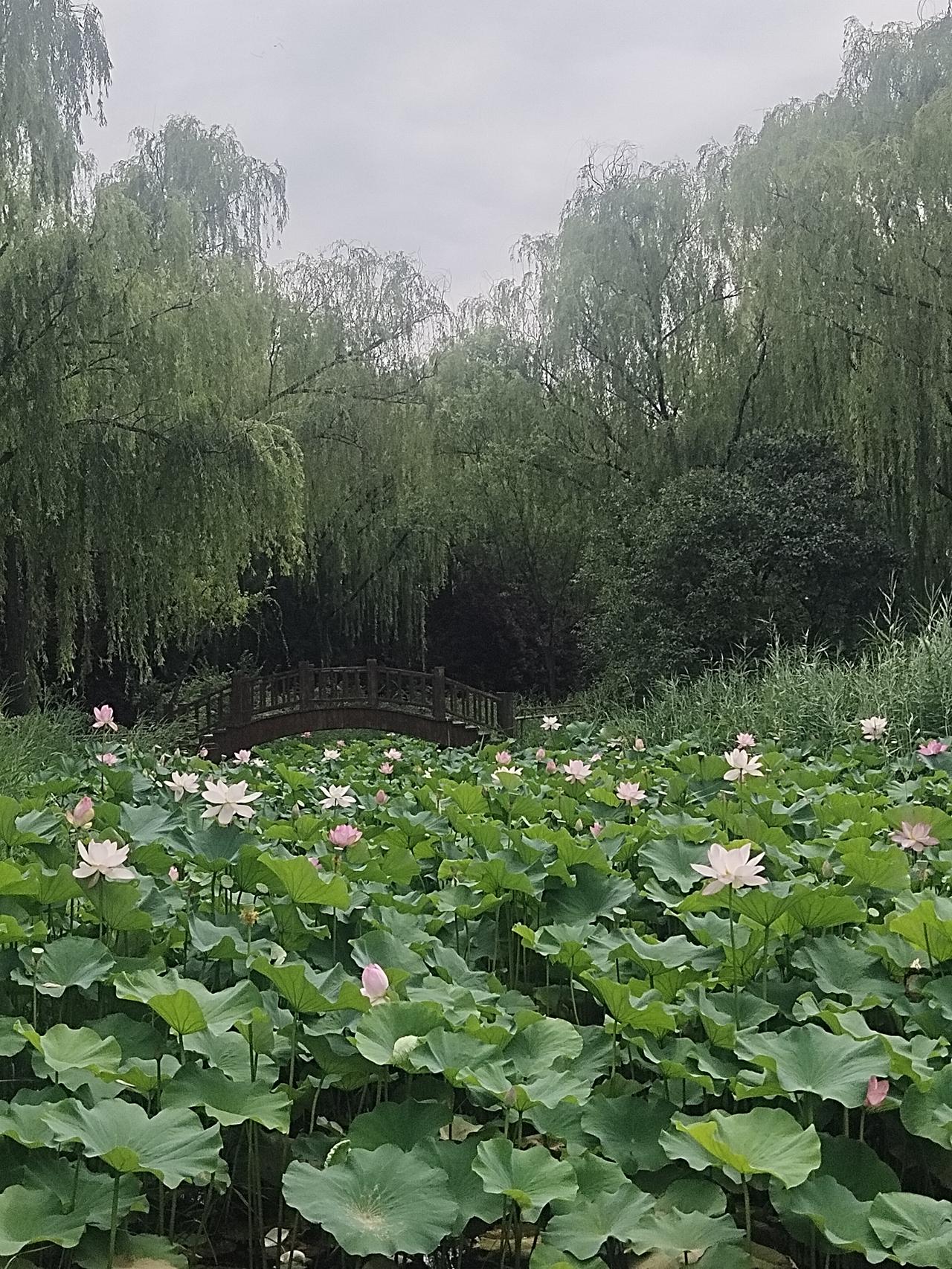 俗话说“习惯成自然”，这话一点不假。今天上午我有事去了趟银行，看时间尚早，便打算