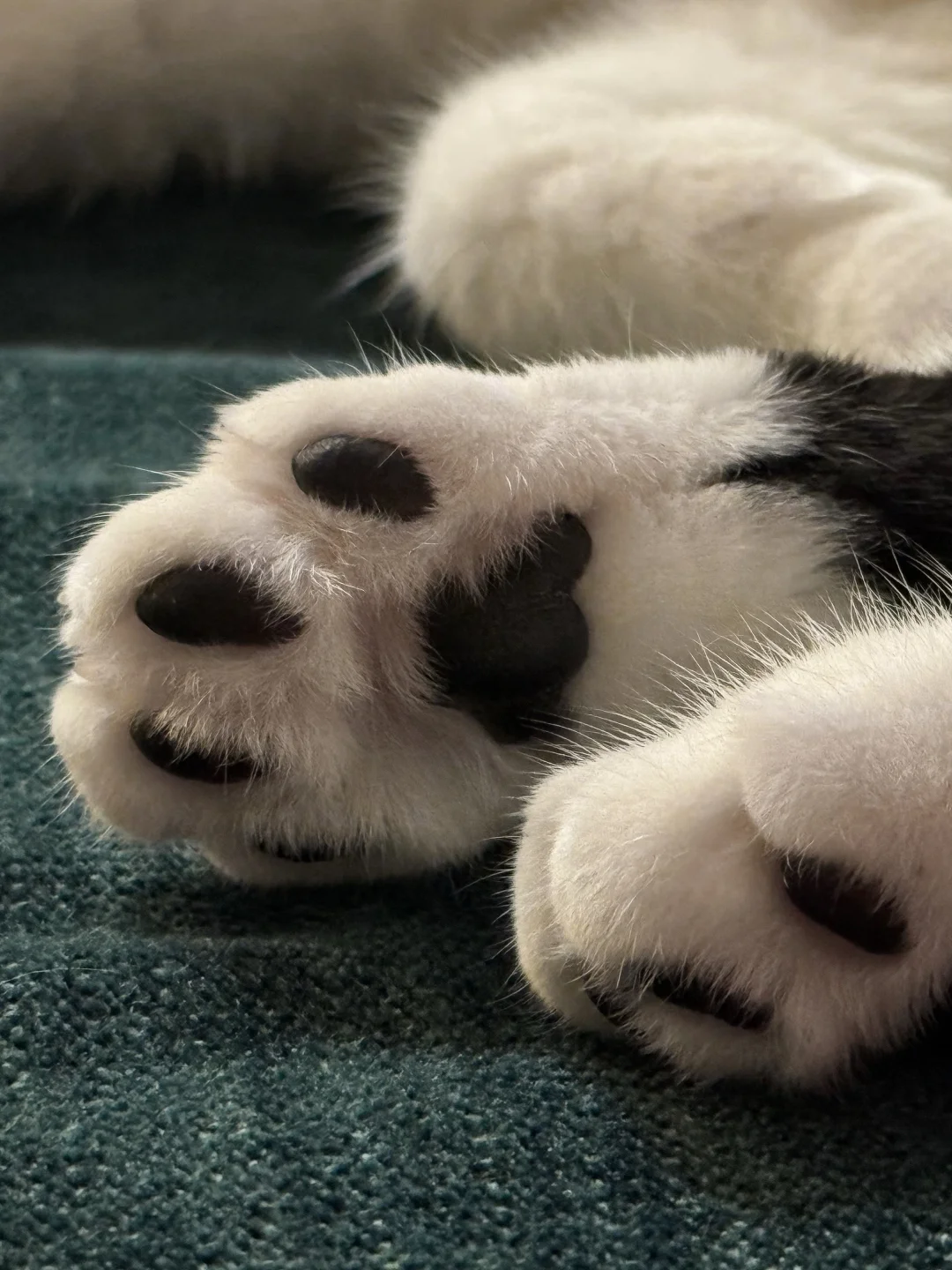 凑凑的汗脚（打完猫疫苗版