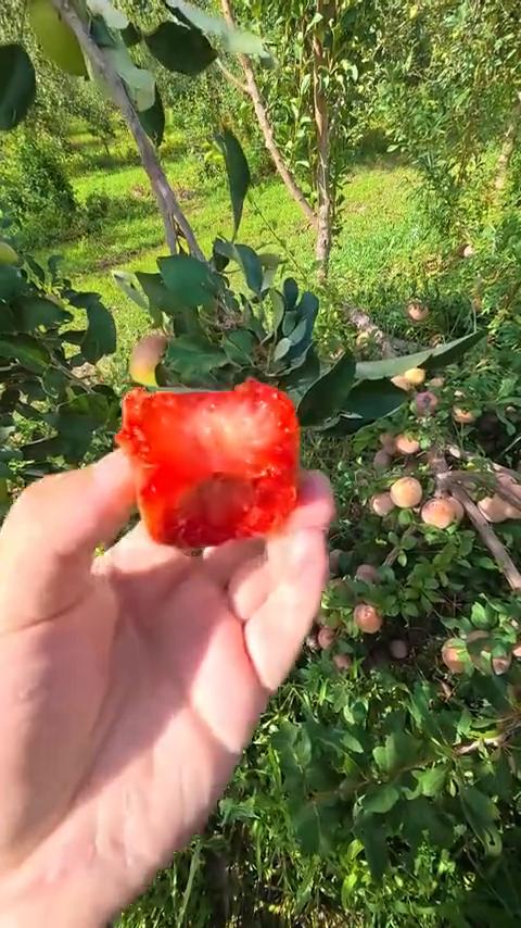 沙漠00后高能量果园打野的一天。
下午没事干，来果园转悠，发现一个稀有恐龙蛋，擦
