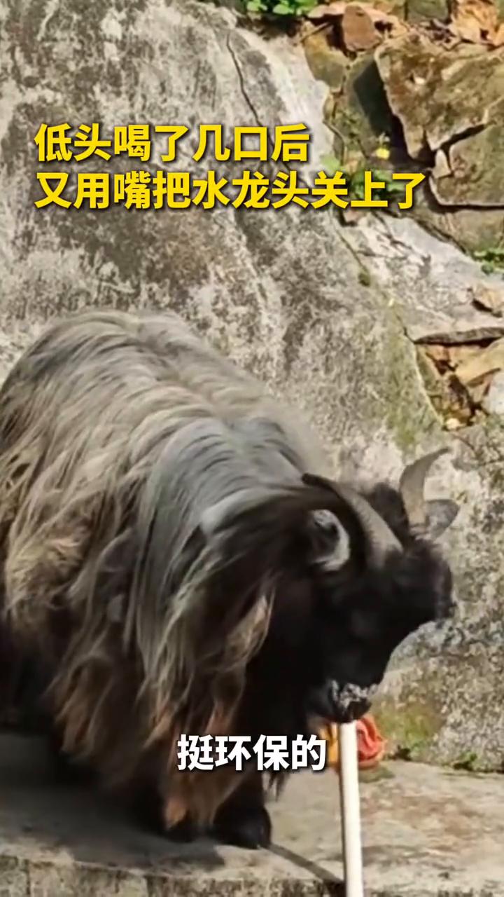 近日广东清远飞霞风景区工作人员无意拍到一只山羊熟练地打开水龙头。
每天早上我们看