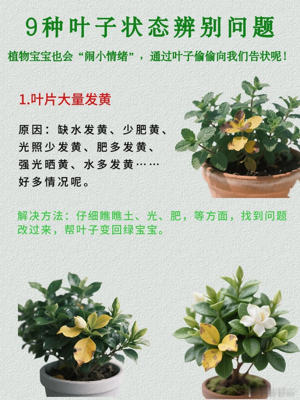 9种叶片状态分析植物问题   虽然植物不会发声，却会通过叶片的状态来传递信号。以