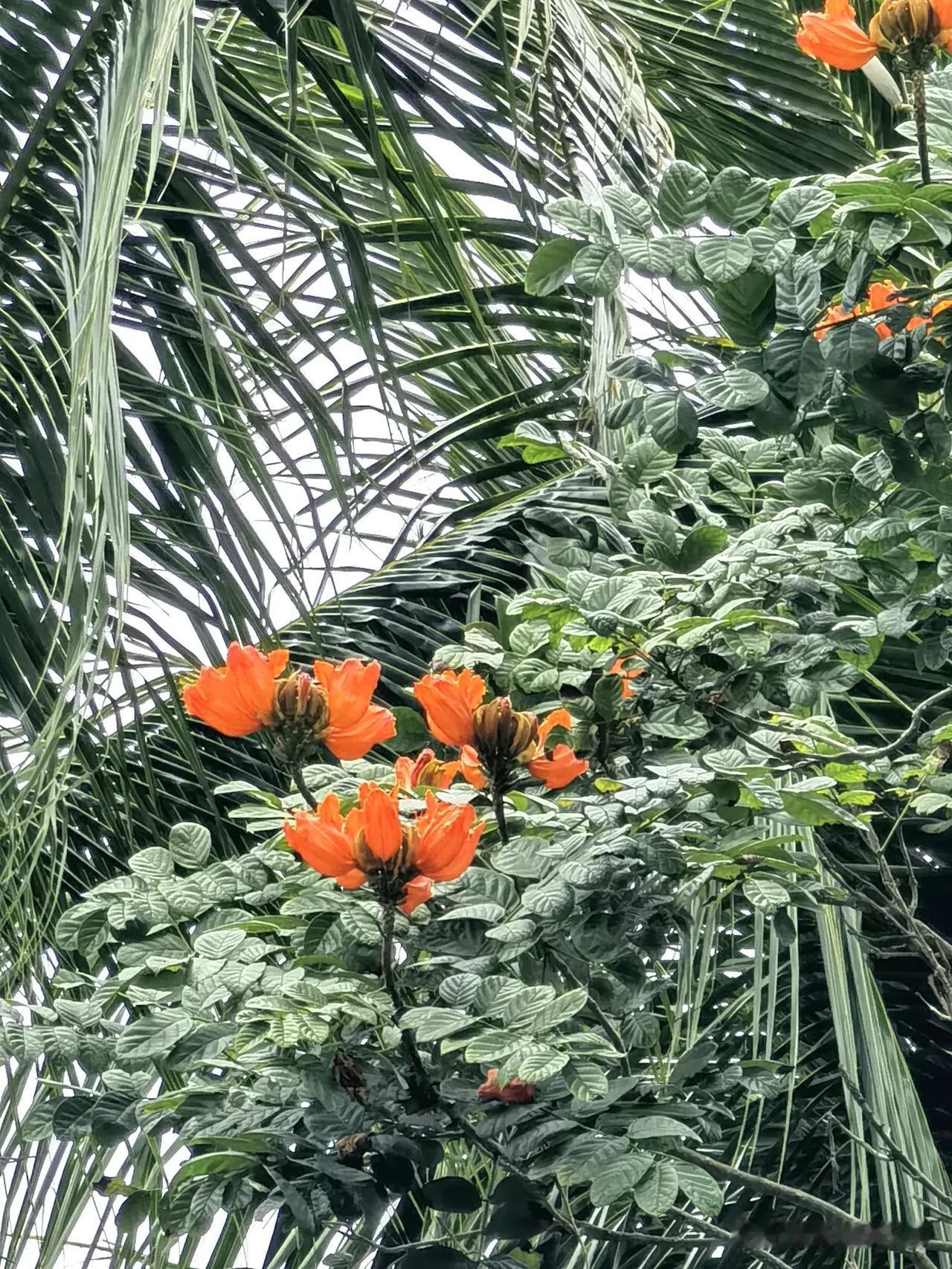 红花配绿叶，陪你花开花落，椰树是火焰树花的依靠。
刚来海南时，我把火焰树花当成了