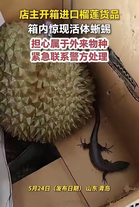 进口榴莲货品箱内惊现活体蜥蜴 近日，山东青岛一店主开箱进口榴莲货品，箱内惊现活体