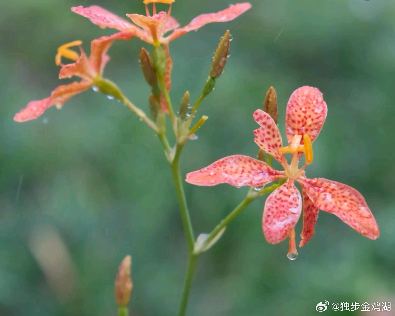 心里话          凡事太认真，苦了心，累了己。给生活罩上一层薄雾，不是自