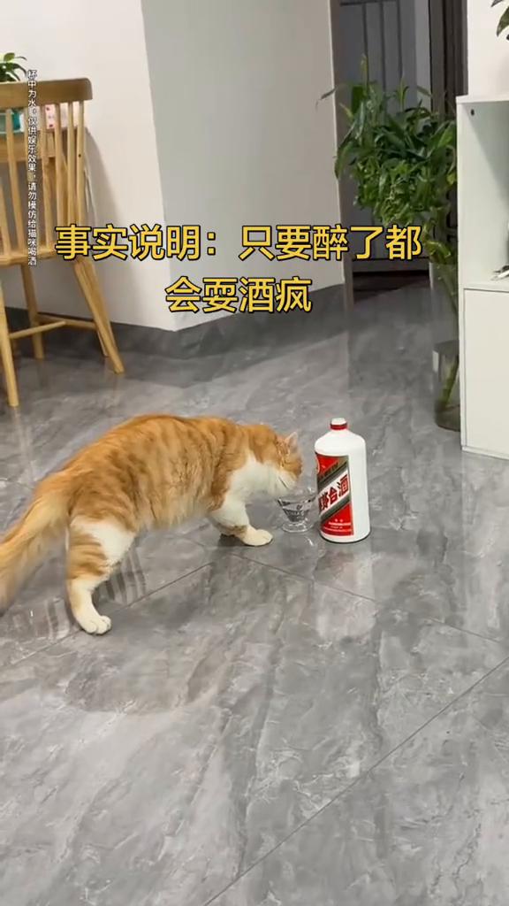 事实说明：只要醉了都会耍酒疯。
杯中为水，仅供娱乐效果，请勿模仿给猫咪喝酒。