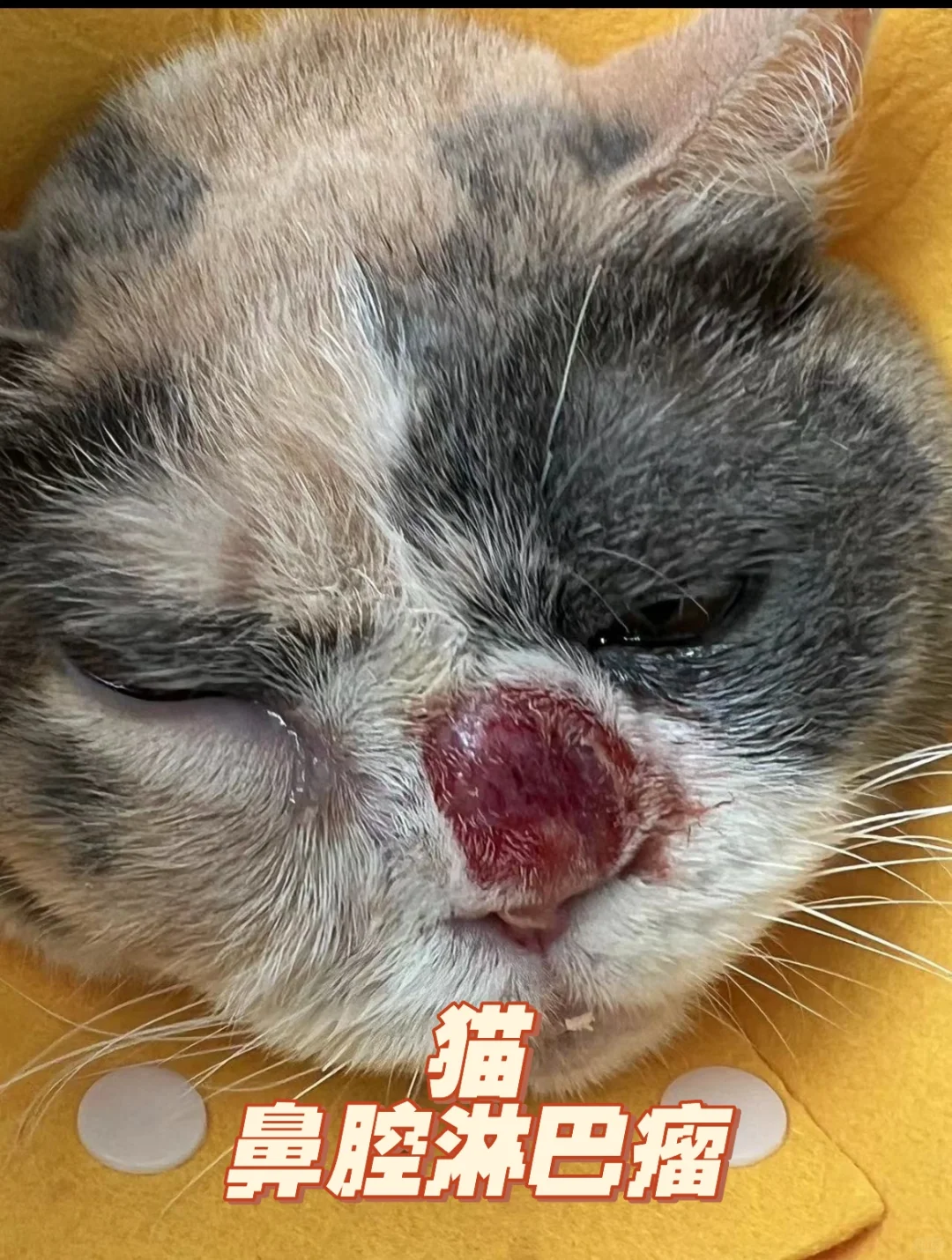 猫，鼻腔淋巴瘤治疗中